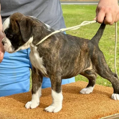 Brindle female 2 litter E