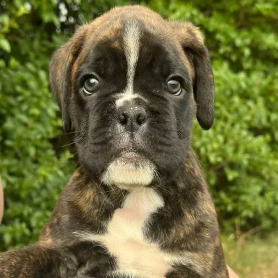 Brindle male 1 litter E