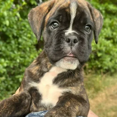 Brindle male 1 litter E