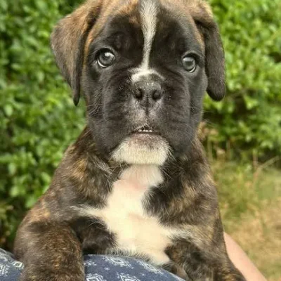 Brindle male 1 litter E