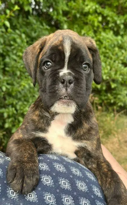 Brindle male 1 litter E