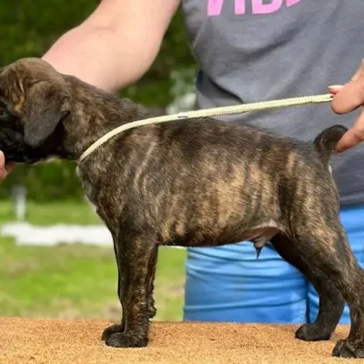 Brindle male 1 litter E