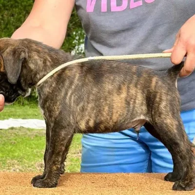 Brindle male 1 litter E