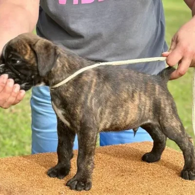 Brindle male 1 litter E