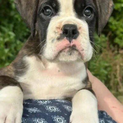 Brindle male 2 litter E