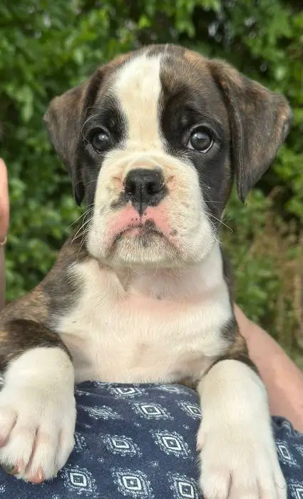 Brindle male 2 litter E
