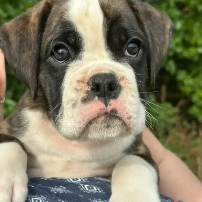 Brindle male 2 litter E