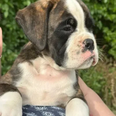 Brindle male 2 litter E