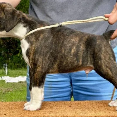 Brindle male 2 litter E
