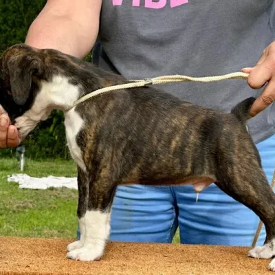 Brindle male 2 litter E