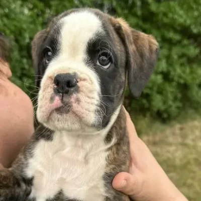 Brindle male 3 litter E