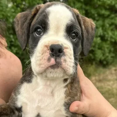 Brindle male 3 litter E