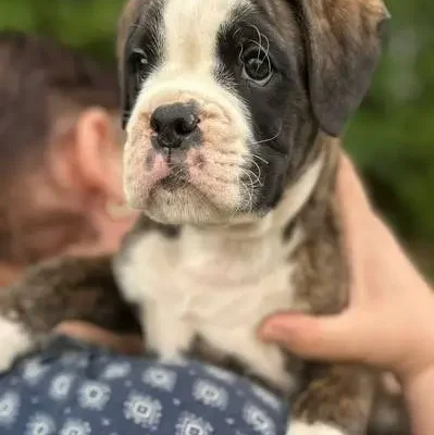 Brindle male 3 litter E