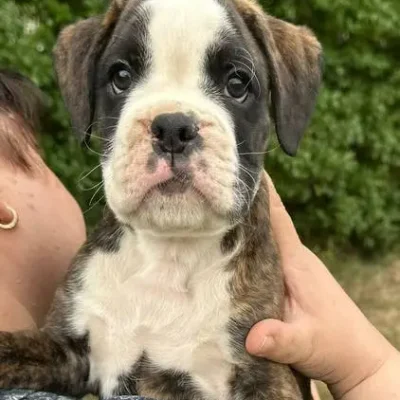 Brindle male 3 litter E