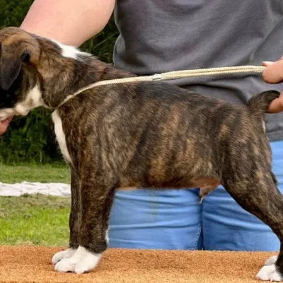 Brindle male 3 litter E