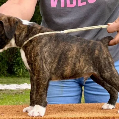Brindle male 3 litter E