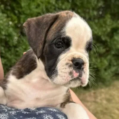 Brindle male 4 litter E