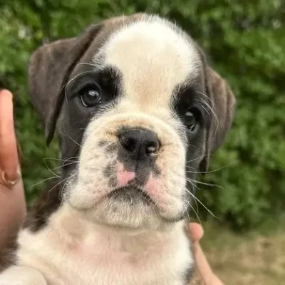 Brindle male 4 litter E