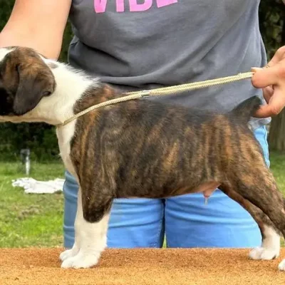 Brindle male 4 litter E
