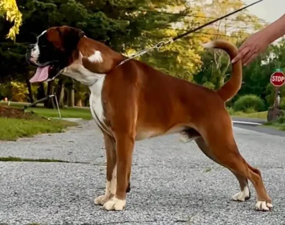 Ceres Gold for NorDom