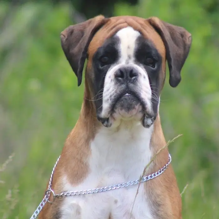 Breeding male boxer