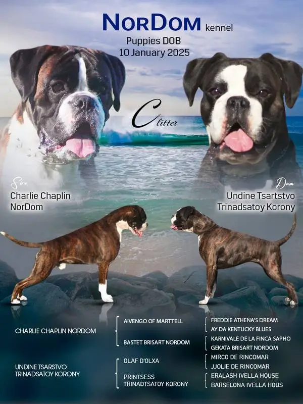 Charlie - Undine Litter C