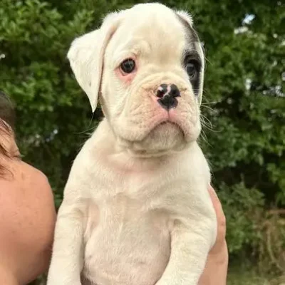 White male litter E