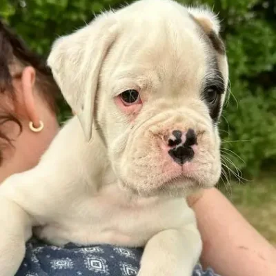 White male litter E