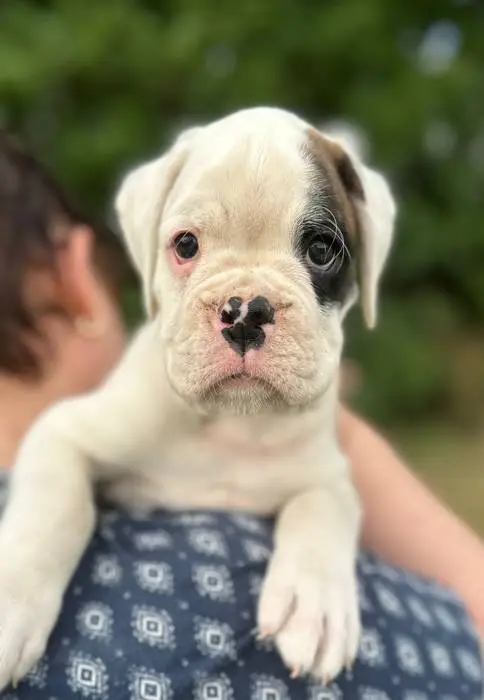 White male litter E