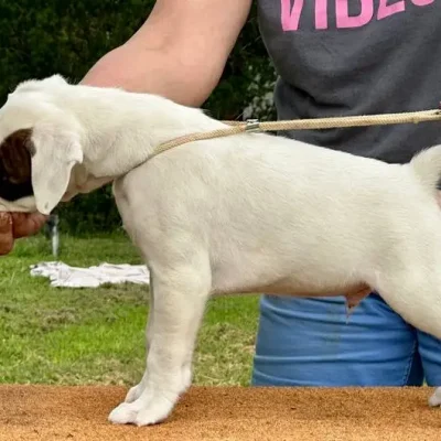 White male litter E