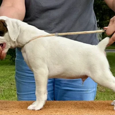 White male litter E