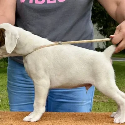 White male litter E