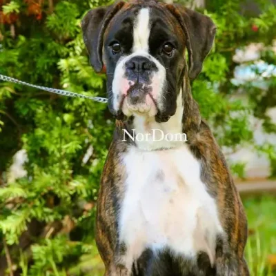 Nemezida NorDom