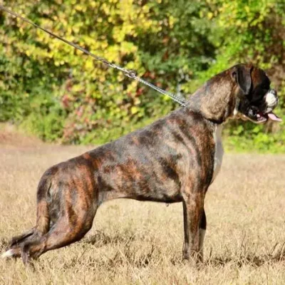 Nemezida NorDom