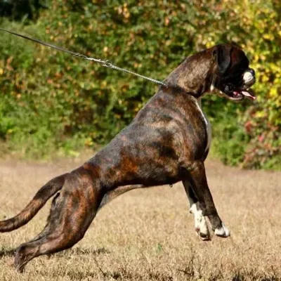 Nemezida NorDom