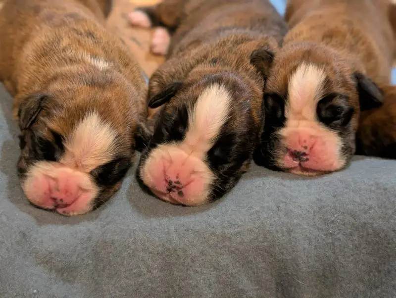 Boxer Puppies for sale