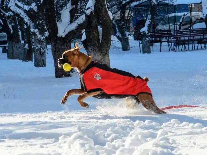 Boxer breed standard example