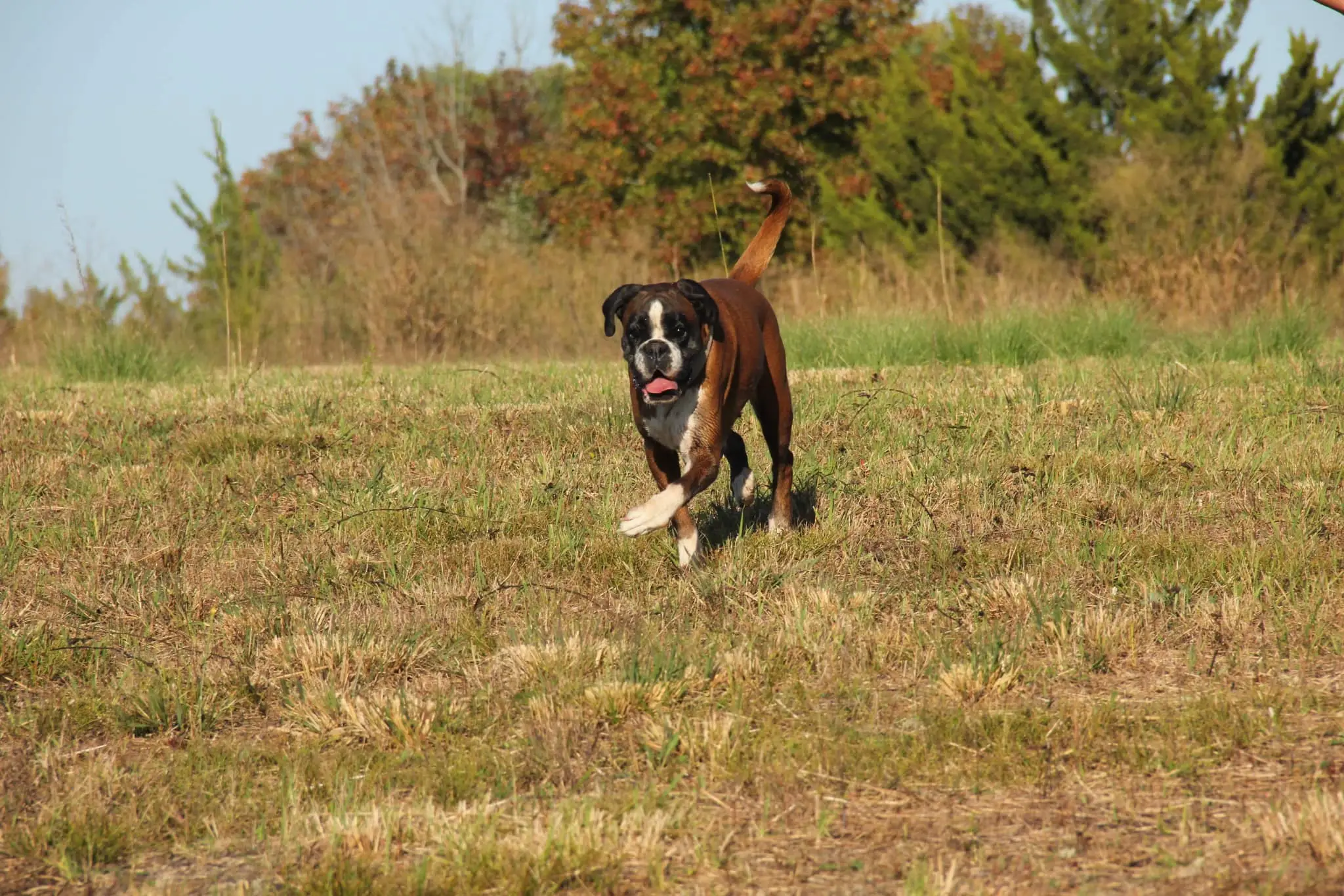 Boxer playing indoors