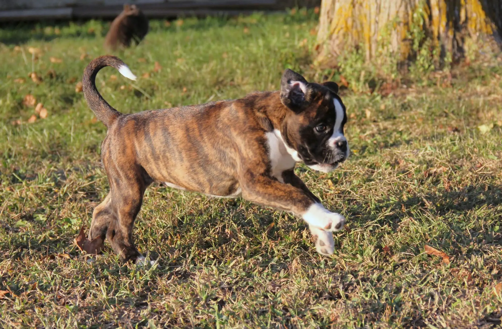 Boxer on outdoor adventure