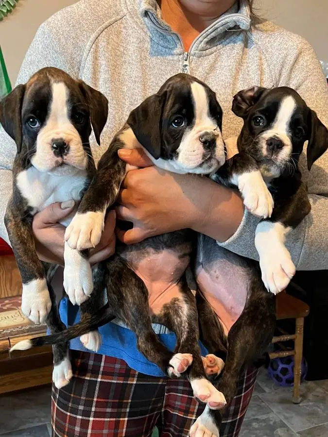 Boxer mother with puppies