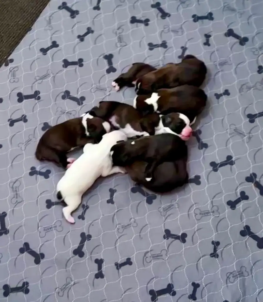Boxer puppies sleeping