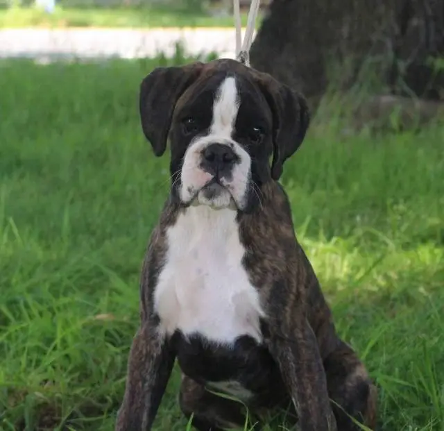 Boxer photo
