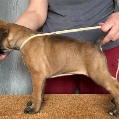 Fawn female 1 litter G