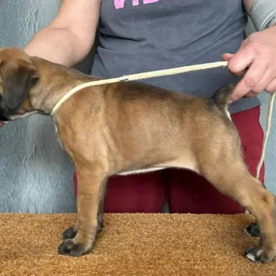 Fawn female 1 litter G