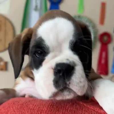 Fawn male 4 litter G