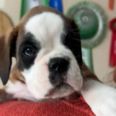 Fawn male 4 litter G