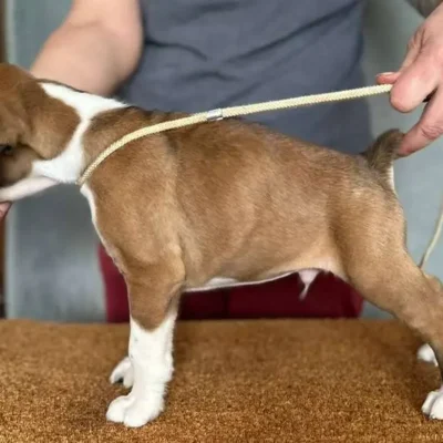 Fawn male 4 litter G