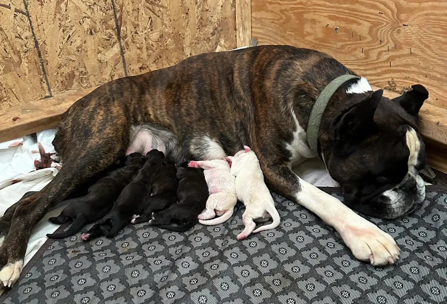 Champions and titles