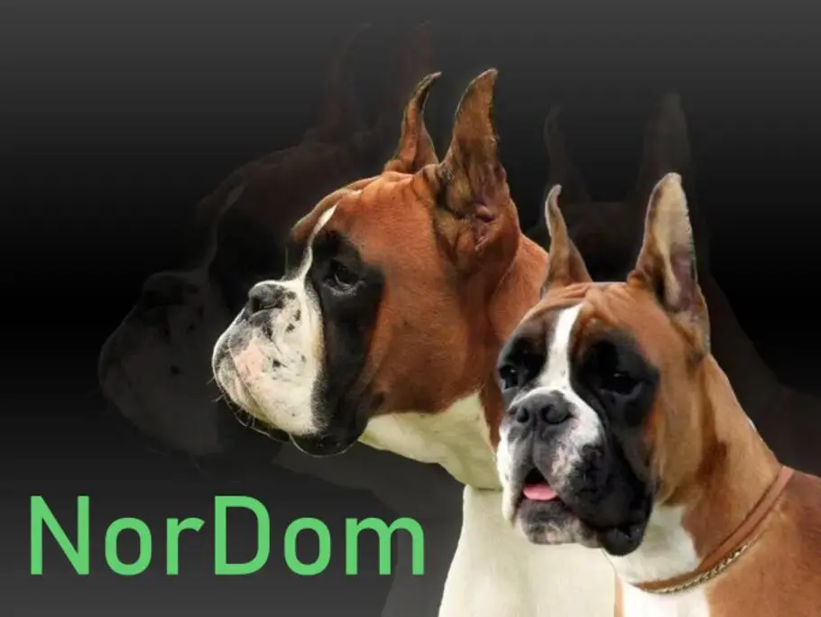 Boxer dog from NorDom Boxer Kennel