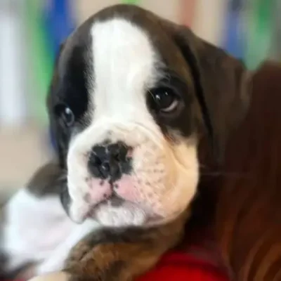 Brindle male 1 litter H